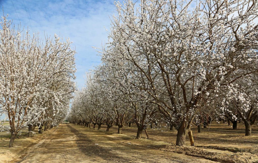 A New Approach to IPM