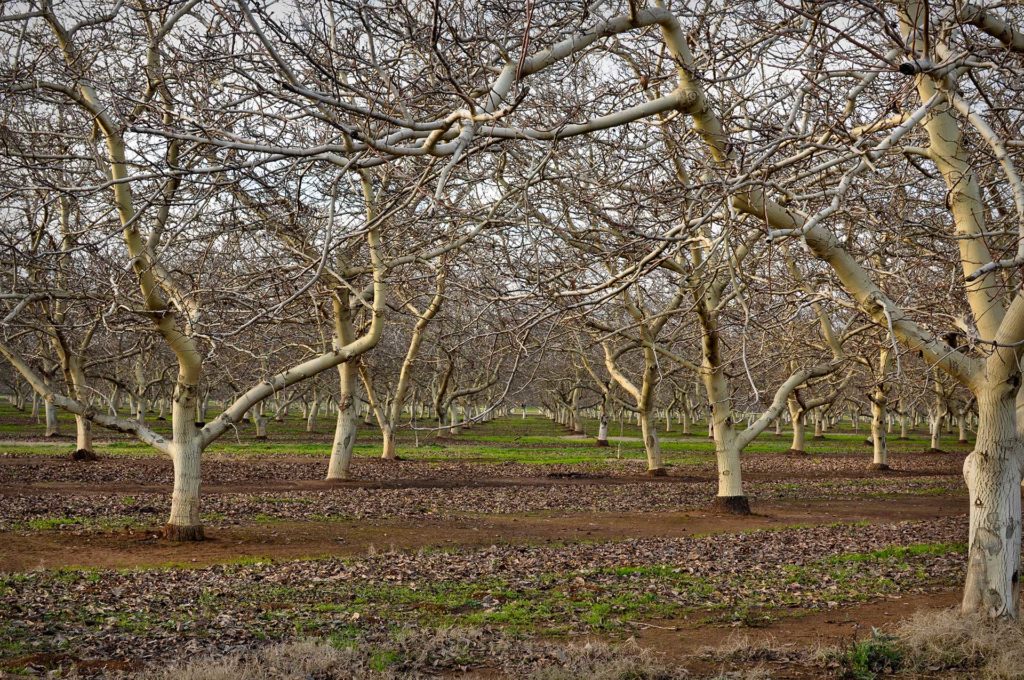 Post-Harvest Almonds: Getting Ready for Colder Weather