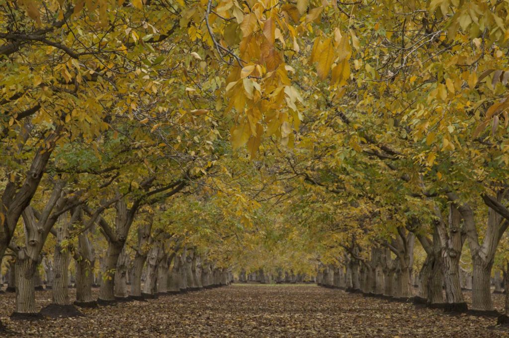 Post-Harvest Prep for Walnuts: Weeds, Nutrients, and Bot