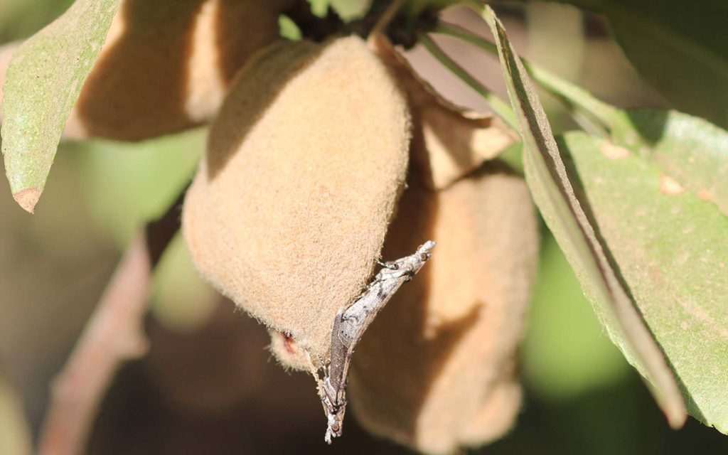 Top Insects Plaguing California
