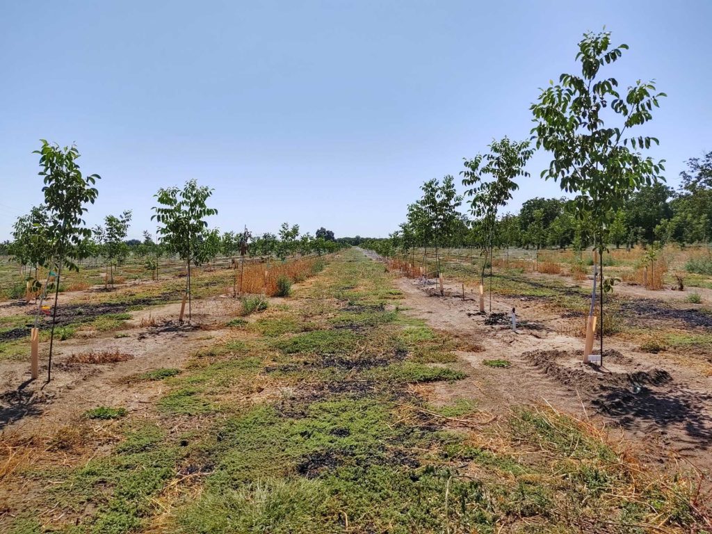 The Latest on Disease Resistant Rootstocks