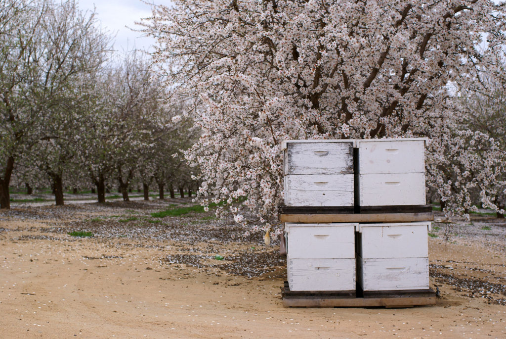 Temperature Controlled Bee Storage