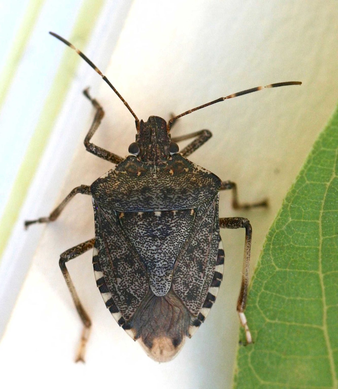 Top Insects Plaguing California West Coast Nut
