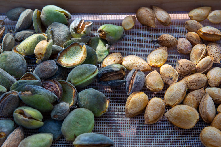 Advanced Harvest Almonds
