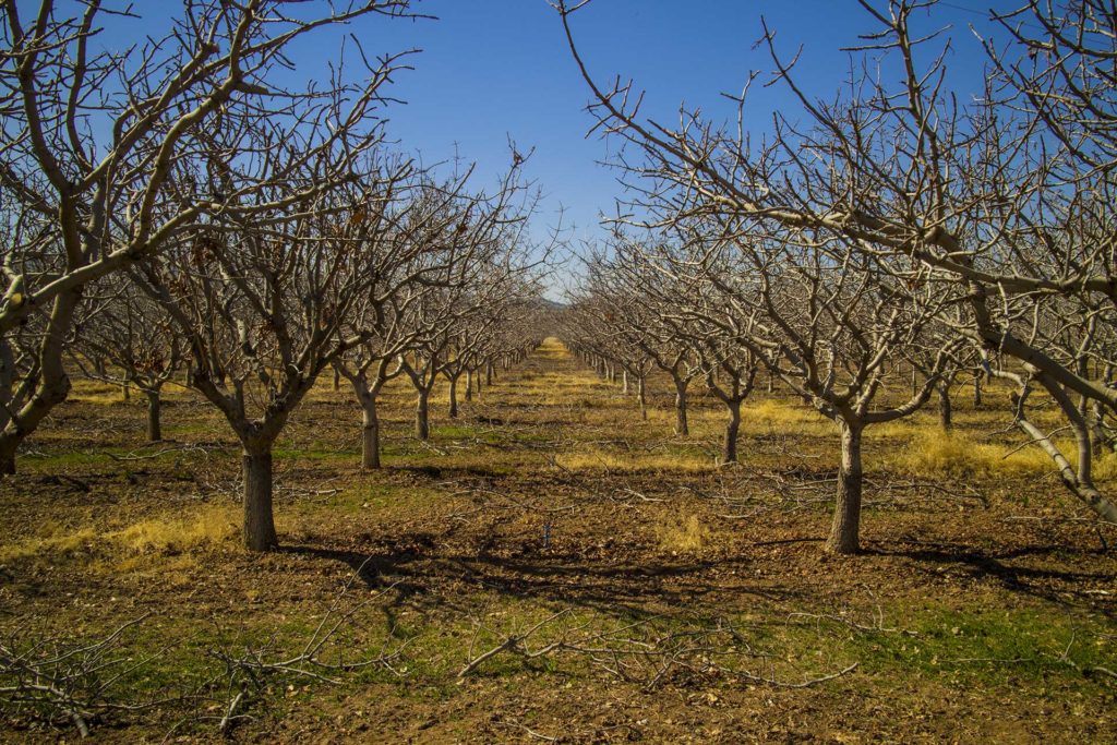 Winter Prep for Pistachios