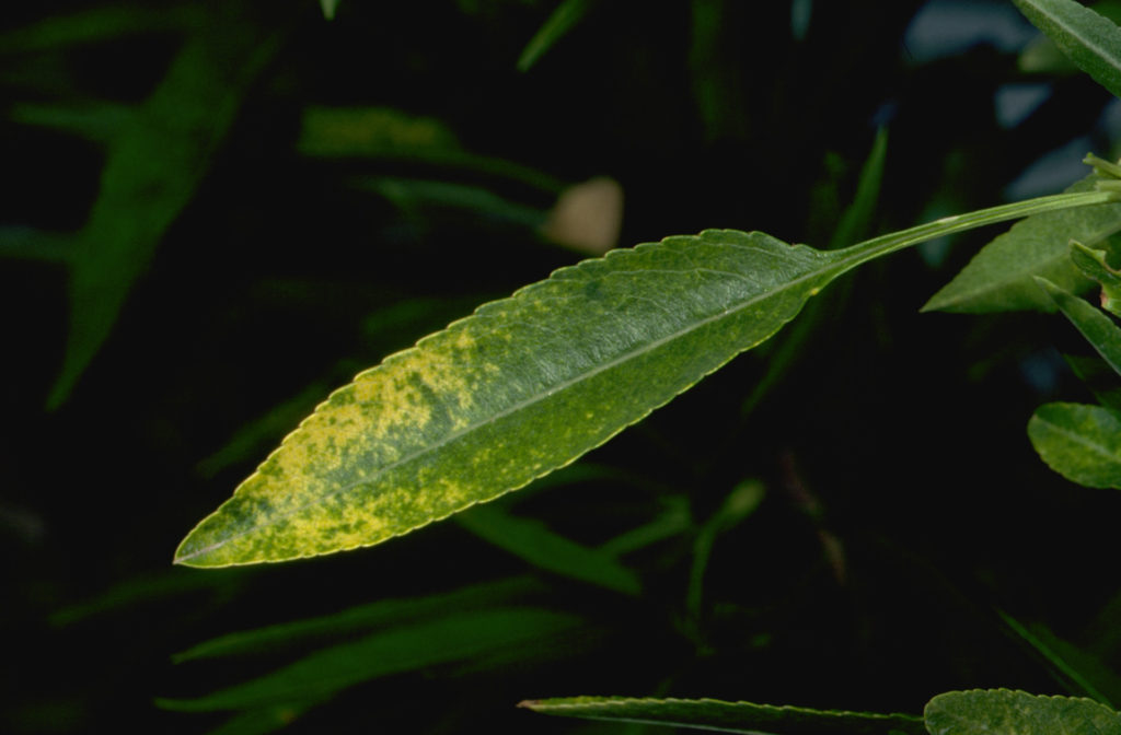 Understanding Almond Disease Vectors  and Recognizing Disease Symptoms