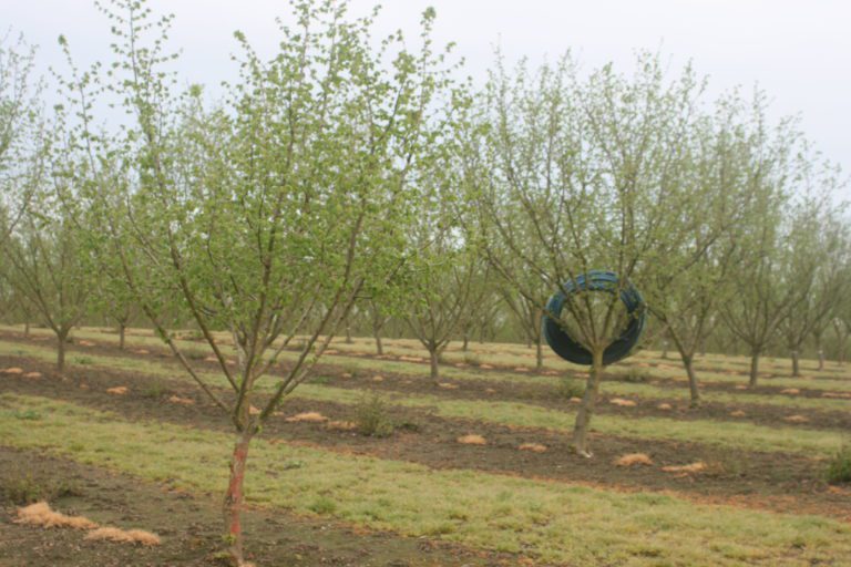 Choosing, Planting and Pruning Hazelnut Pollinizers