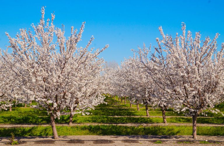 How to Maximize Almond Yields