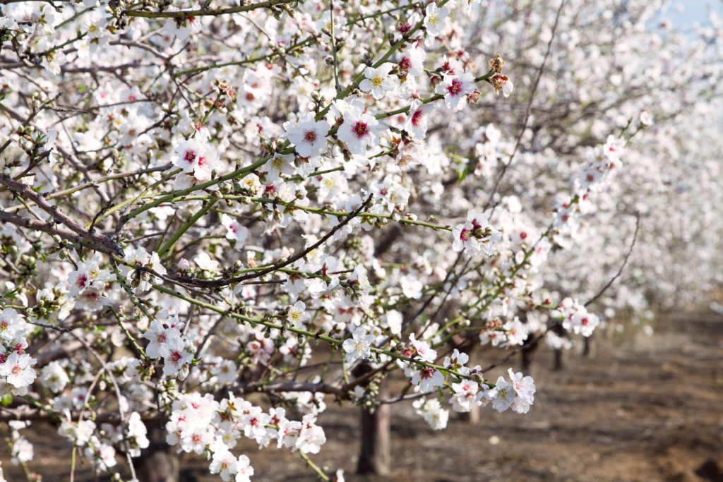 5 Topics to Discuss with Your Beekeeper Before Bloom
