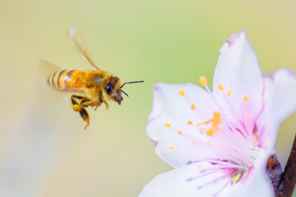 2020 Almond Pollination Market: Economic Outlook and Other Considerations