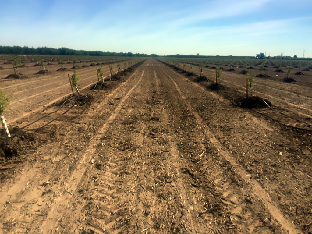 Whole Orchard Cover Crops