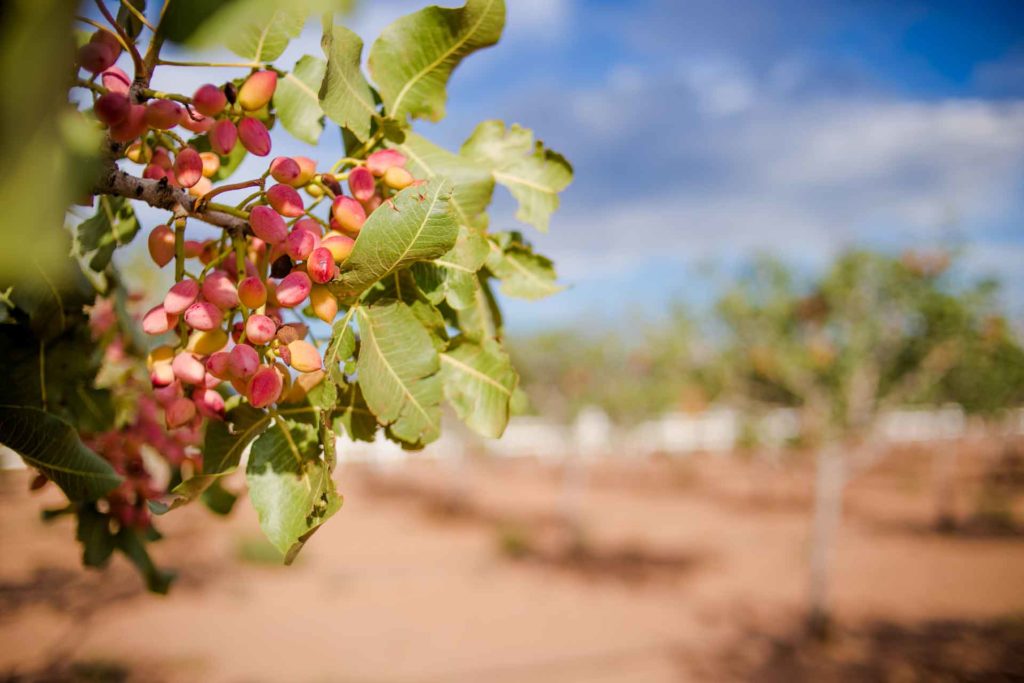 Winter Juvenile Tree Dieback in Pistachio