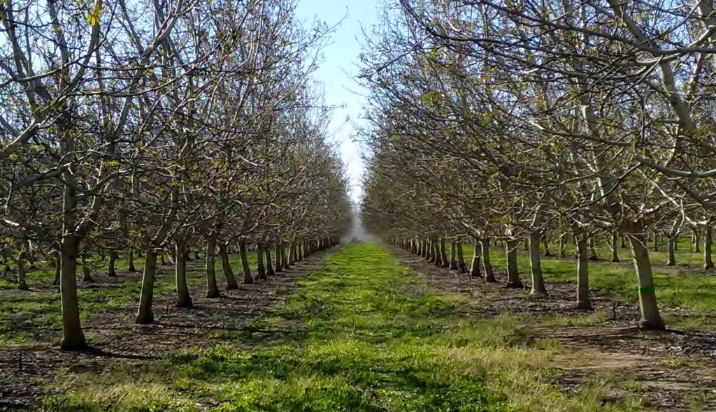 Let the Tree Dictate When to Start Irrigating