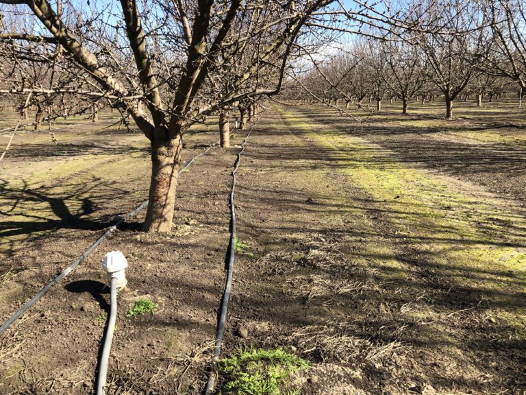 Preparing Your Orchard for Ag Tech:
