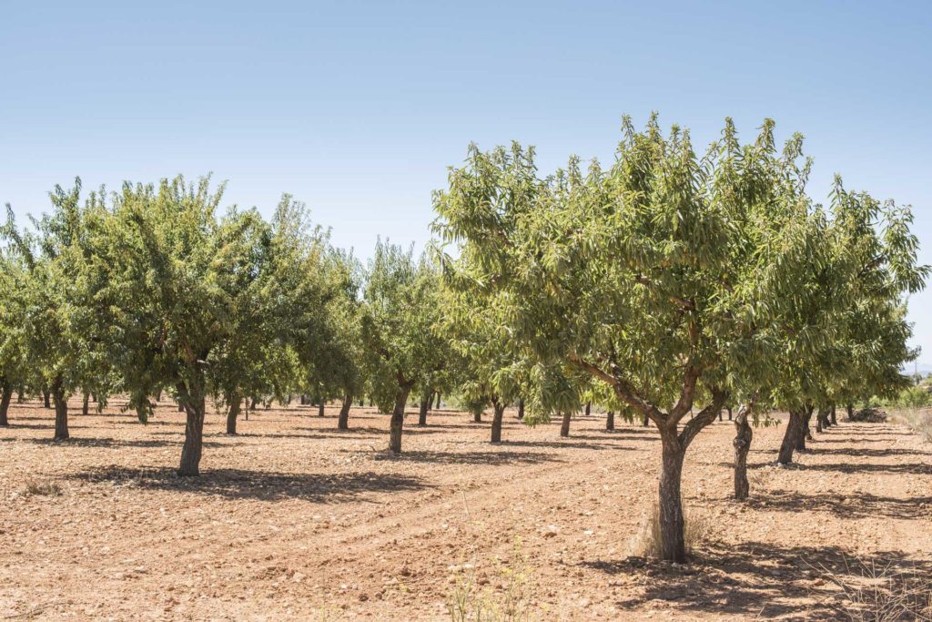 Warm Winter Favors Insect Growth