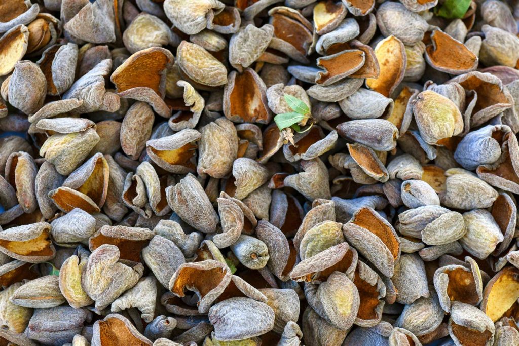 Putting Almond Waste to Good Use