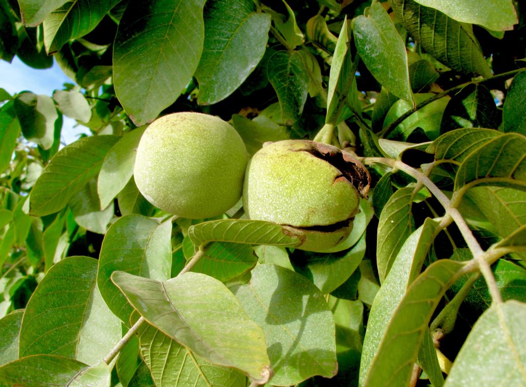 NOW in Walnuts