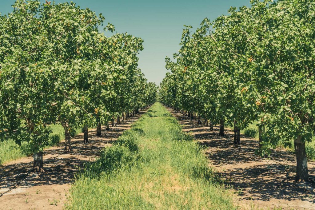 Successfully Navigating H-2A: Making Decisions About Using the Farm Guestworker Program