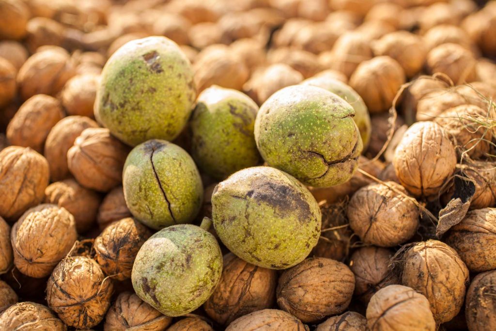 Making Walnut Replants