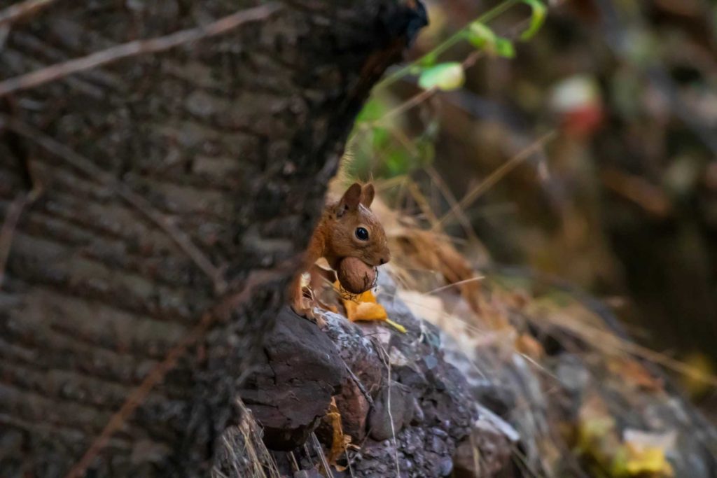 Identifying Rodents is the First Management Step in Tree Nut Orchards