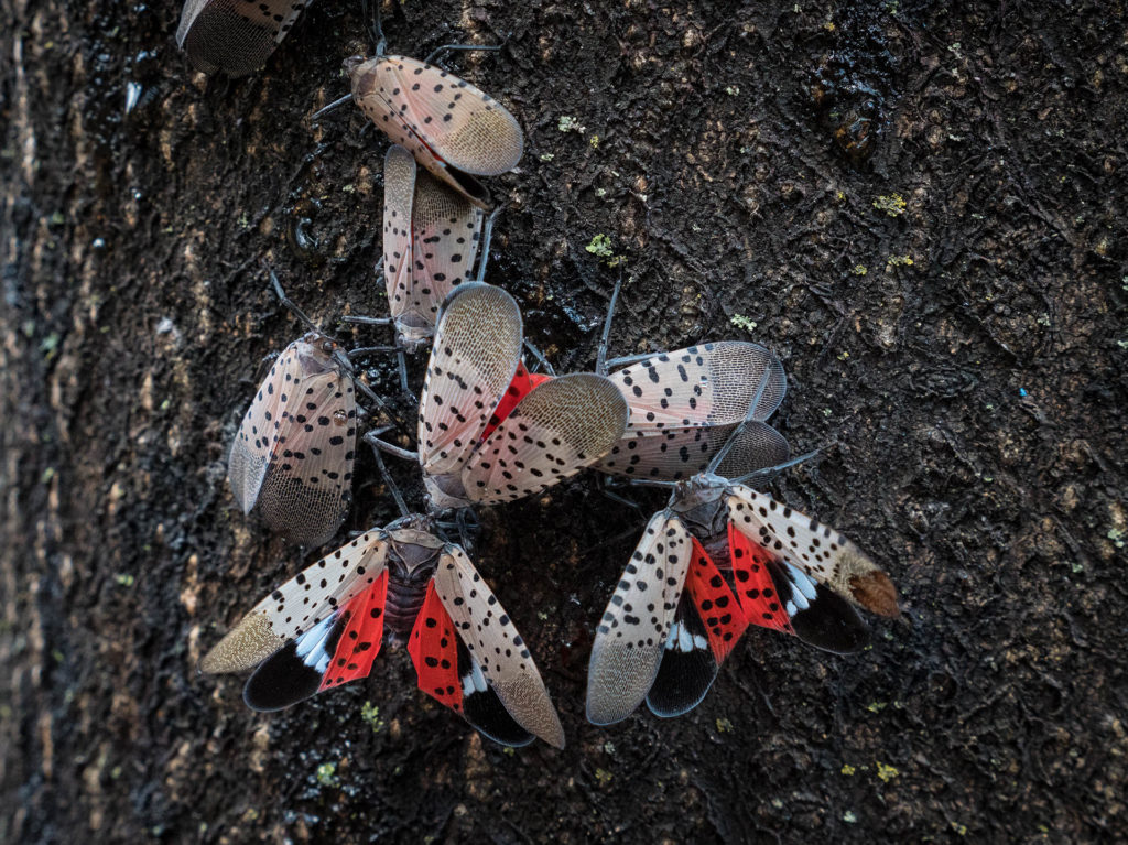 Spotted Lantern Fly