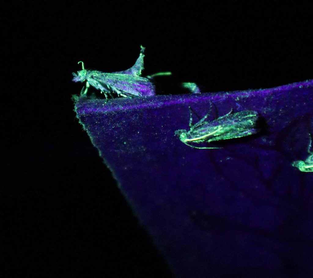 New Research Includes Focus on NOW and Tree Physiology in Pistachio