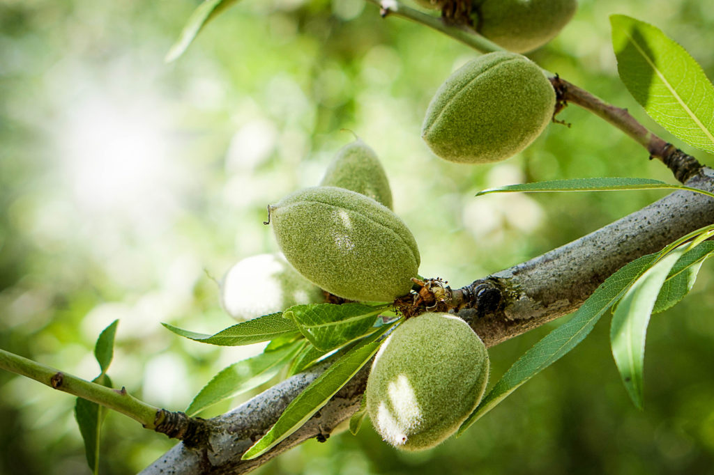 Water Sampling for Improved Orchard Health