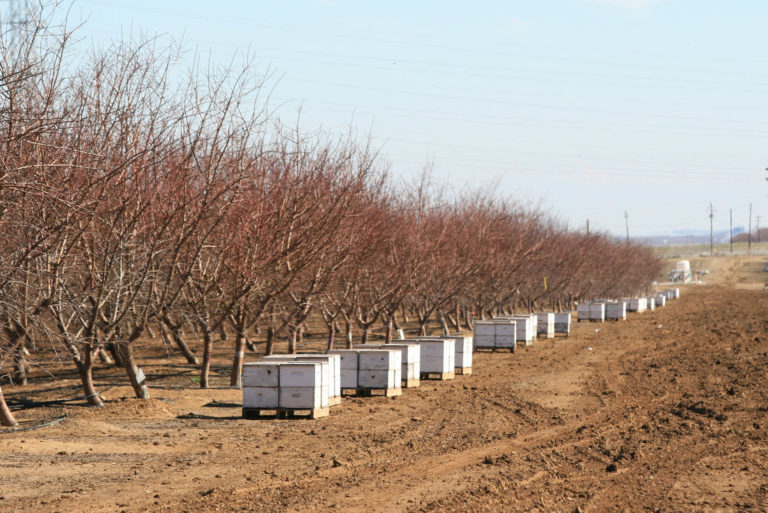 Study Shows Sharp Jump in Input Costs for Almonds