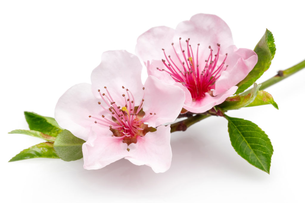 Almond Bloom Intensity