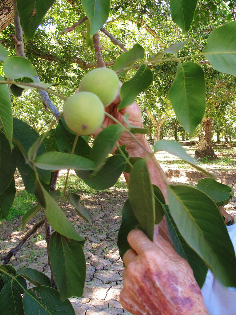 Training Young Walnut Trees