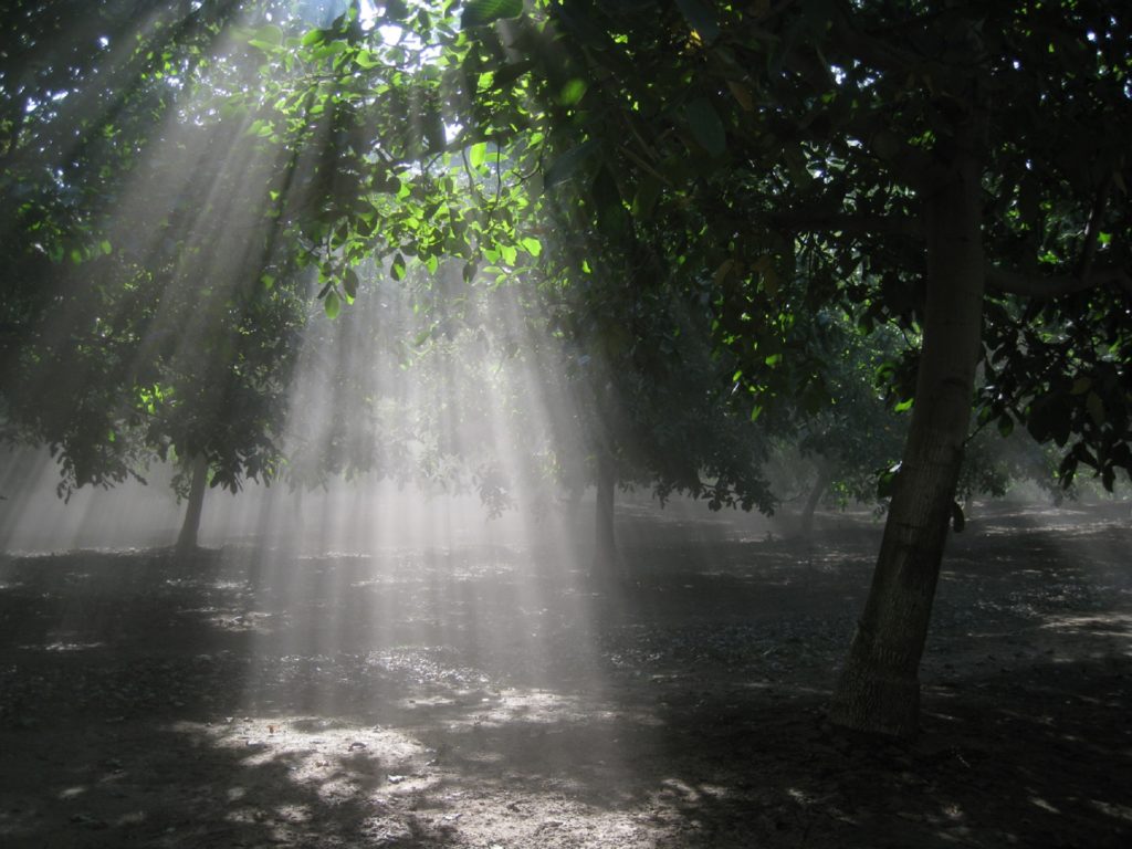 Economic Benefits of Using Improved Walnut Rootstocks