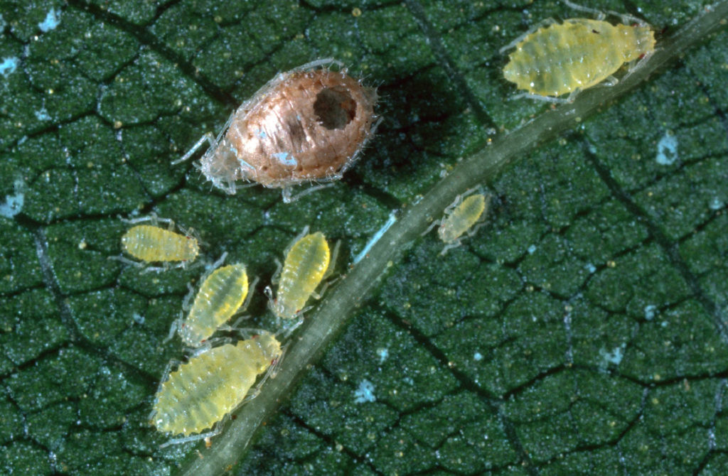 Maximizing Biological Control Agents in Standard Nut Orchard Systems