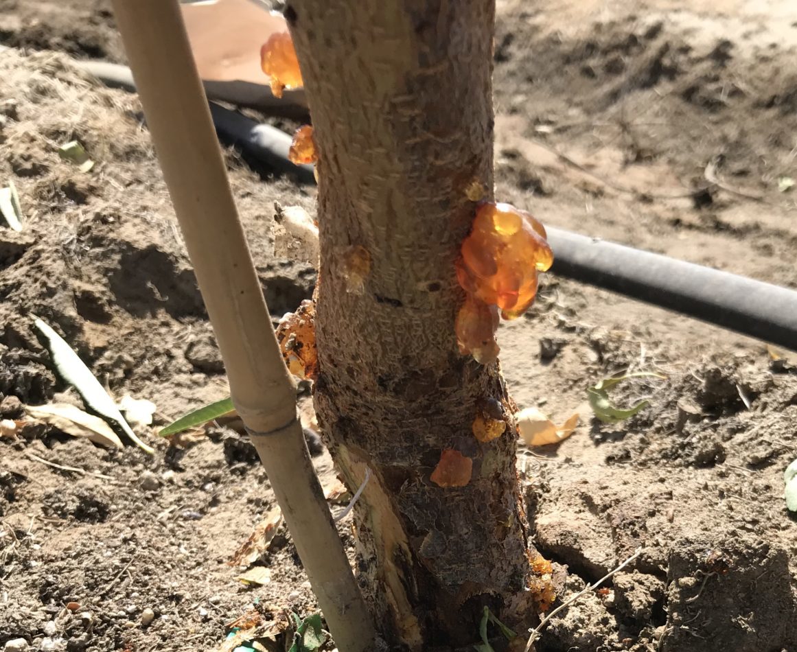 Figure 1. Infected 2-year almond tree with root and crown rot (photo by ...