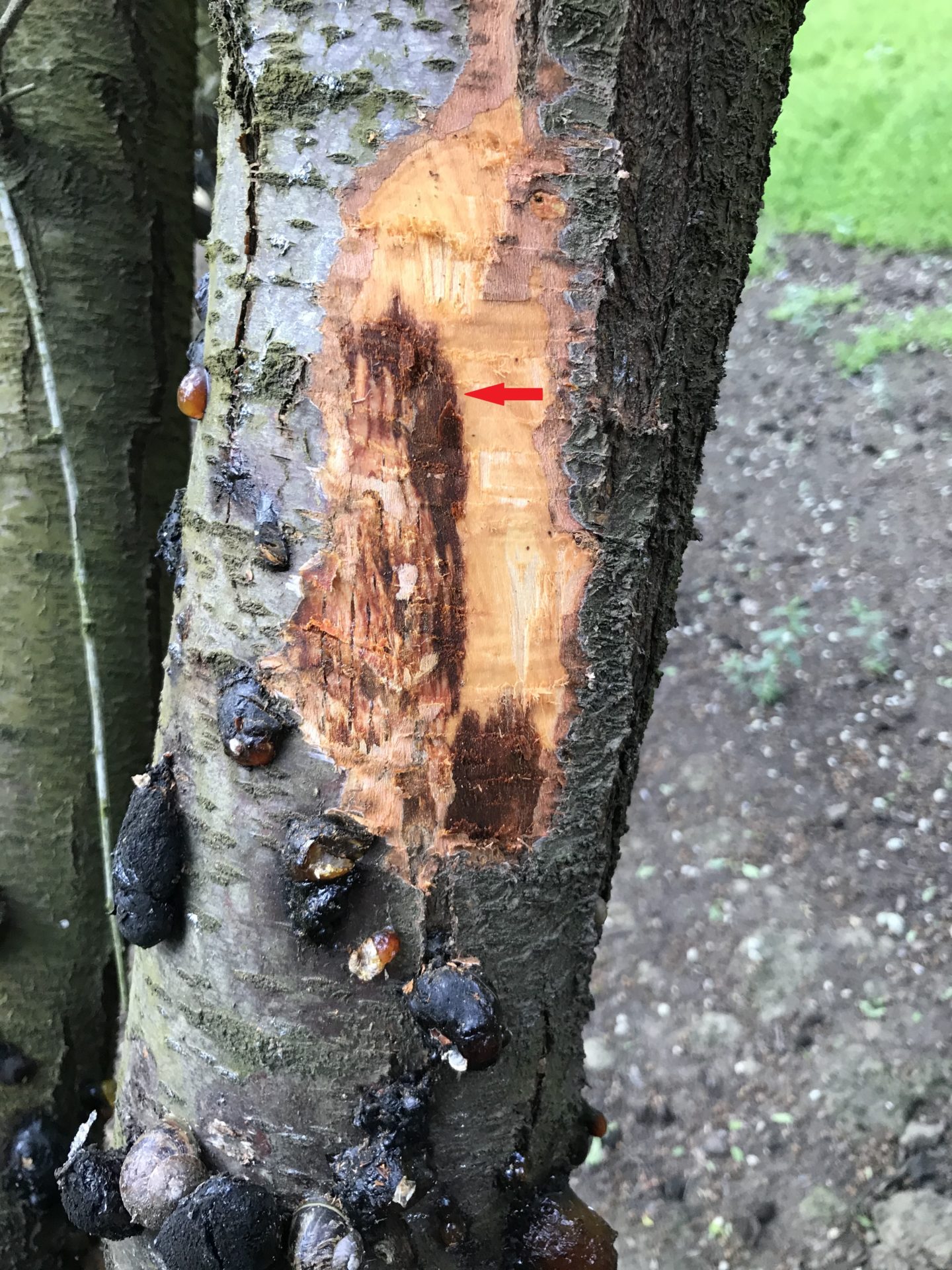 Figure 5. Declining almond tree showing symptoms of foamy canker and ...