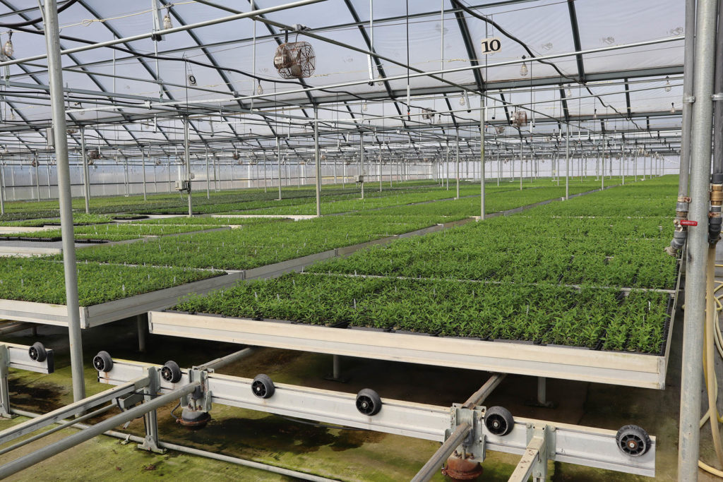Know Your Nurseryman