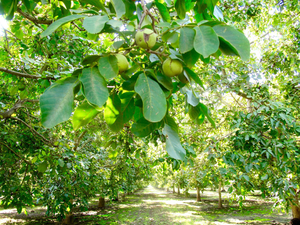 The Next Generation of Walnut Rootstock Aims at Resistance to Soil-Borne Pathogens
