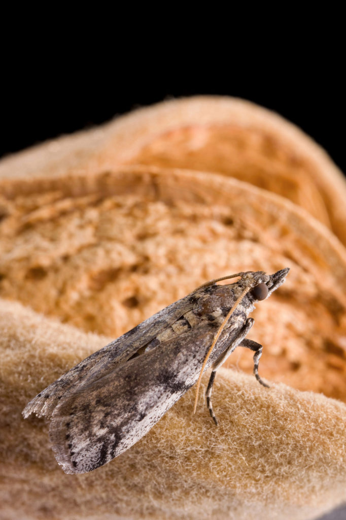 NOW Sterile Insect Technique update