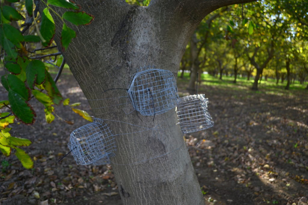 Encouraging Beneficial Birds in Walnut Orchards