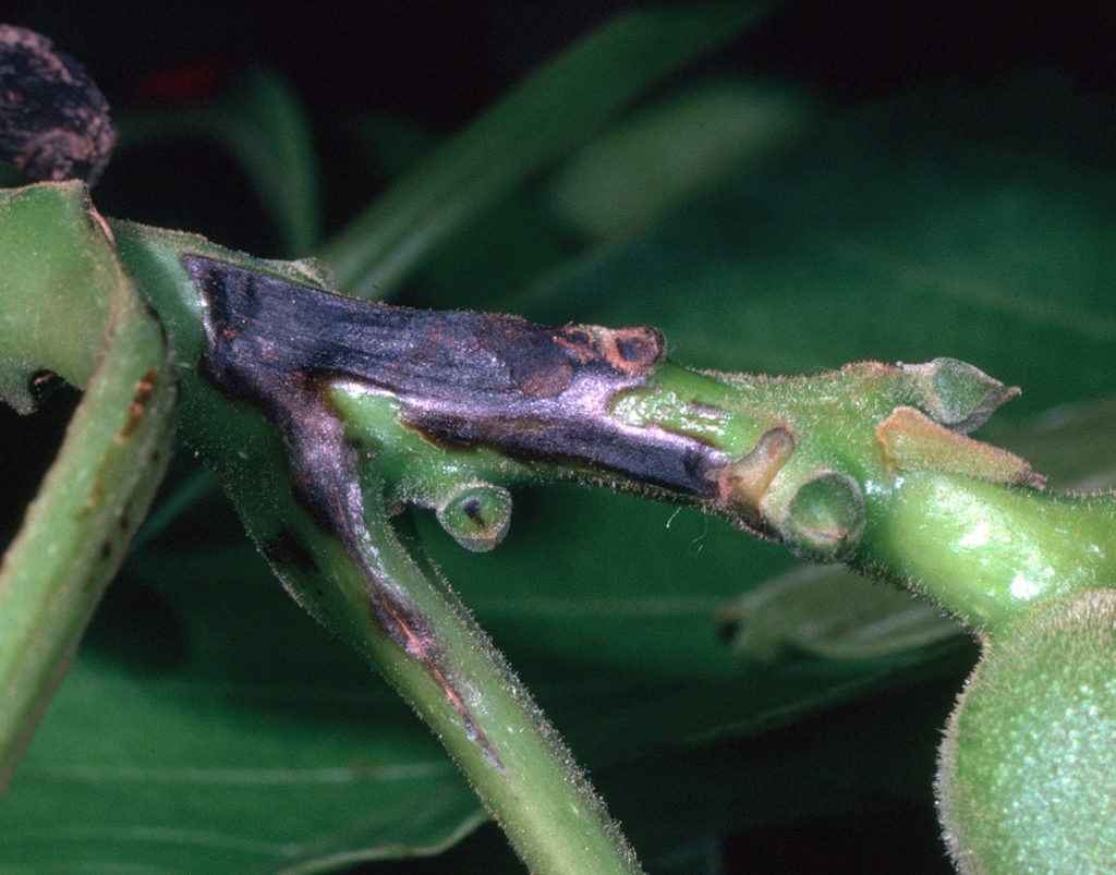 Predicting and Managing Walnut Blight