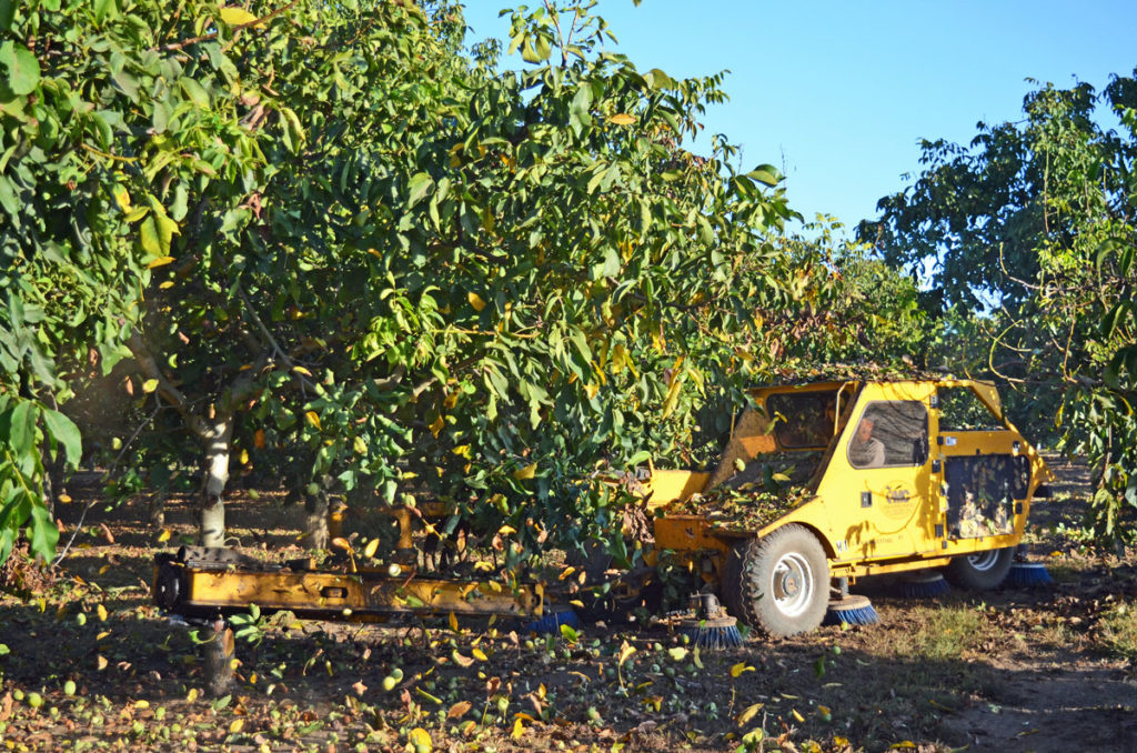 Sampling for Insect Damage