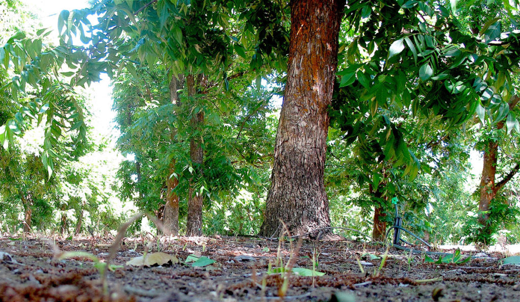 Aphid Control in California Pecans