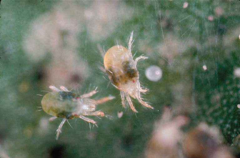 An Integrated Approach to Managing Spider Mites in Nut Orchards