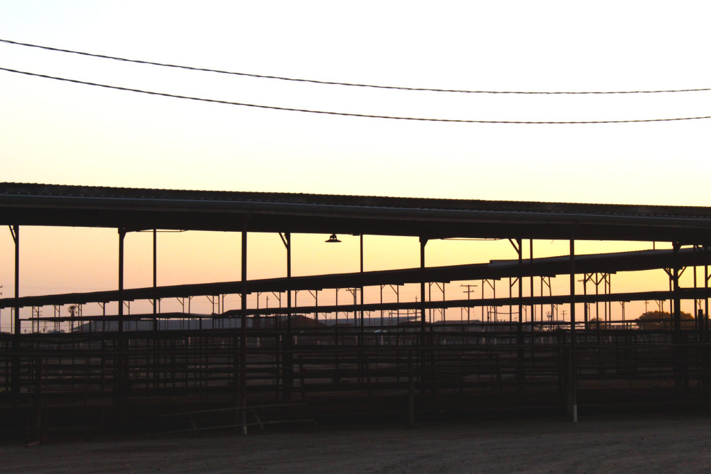 Giacomazzi Farms – Grower Profile