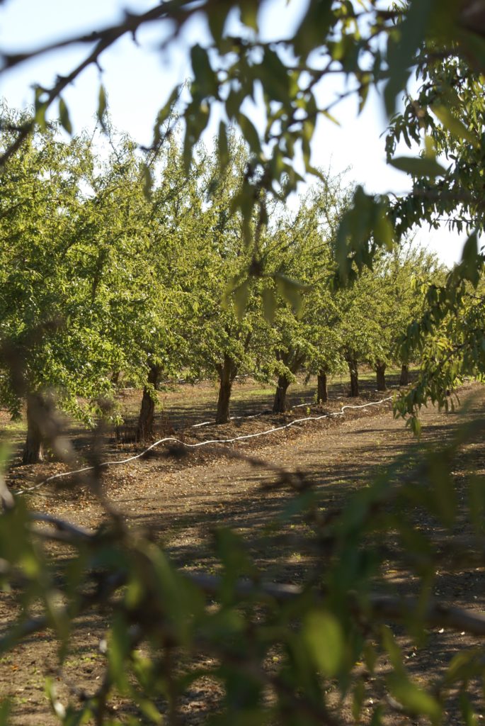 Manage Nitrogen and Irrigation to Reduce Hull Rot Infections