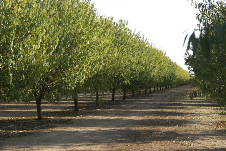 Variable Rate Irrigation Pays Off in Water Use Efficiency for New Almond Orchards