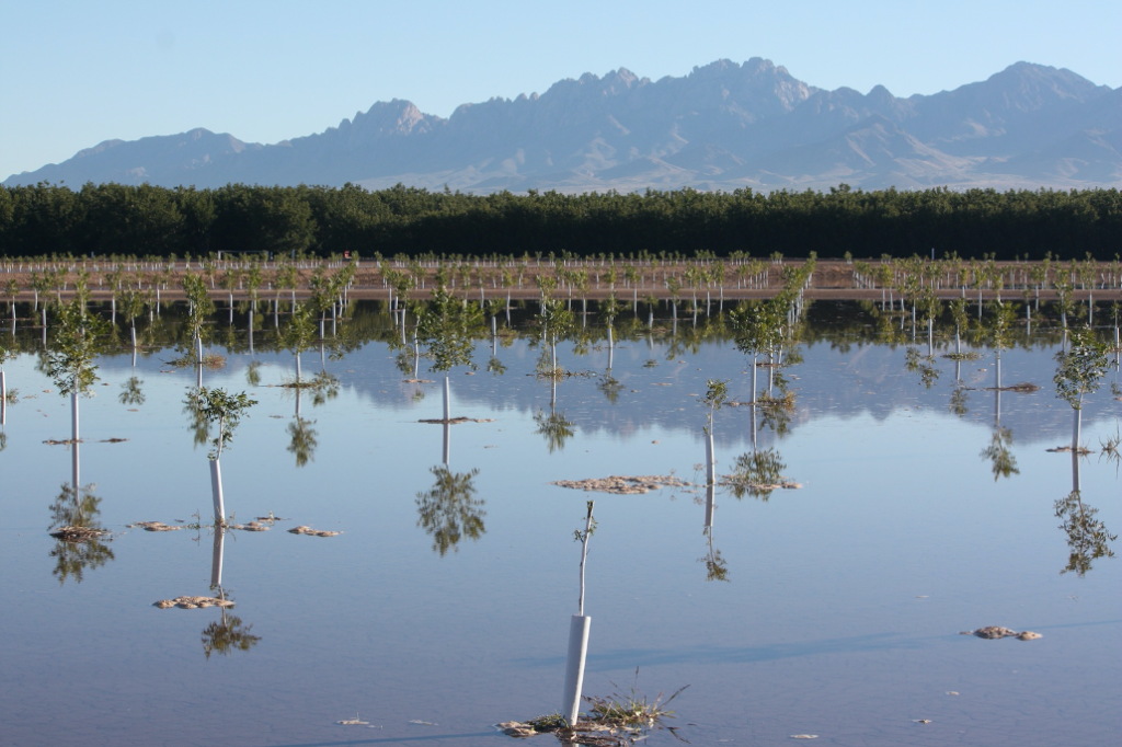 Revisiting Drip Irrigation for New Mexico Pecans