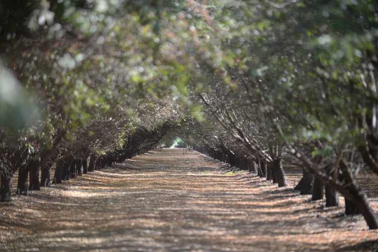 Reducing Dust at Almond Harvest