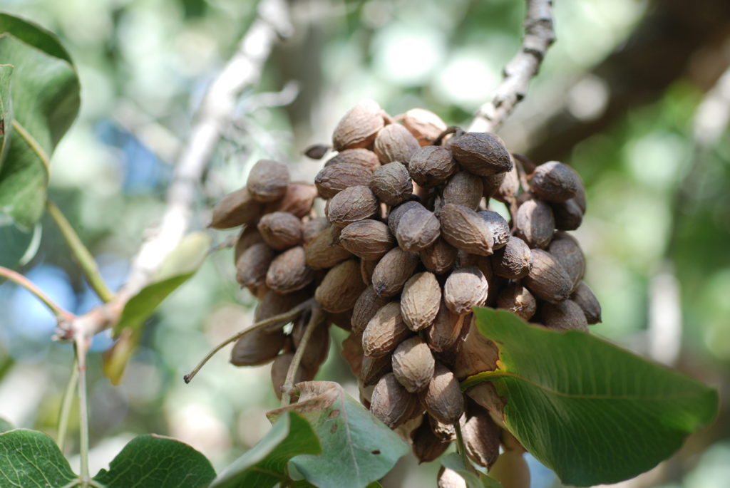 Visual Cues BOT has Invaded Pistachio Trees