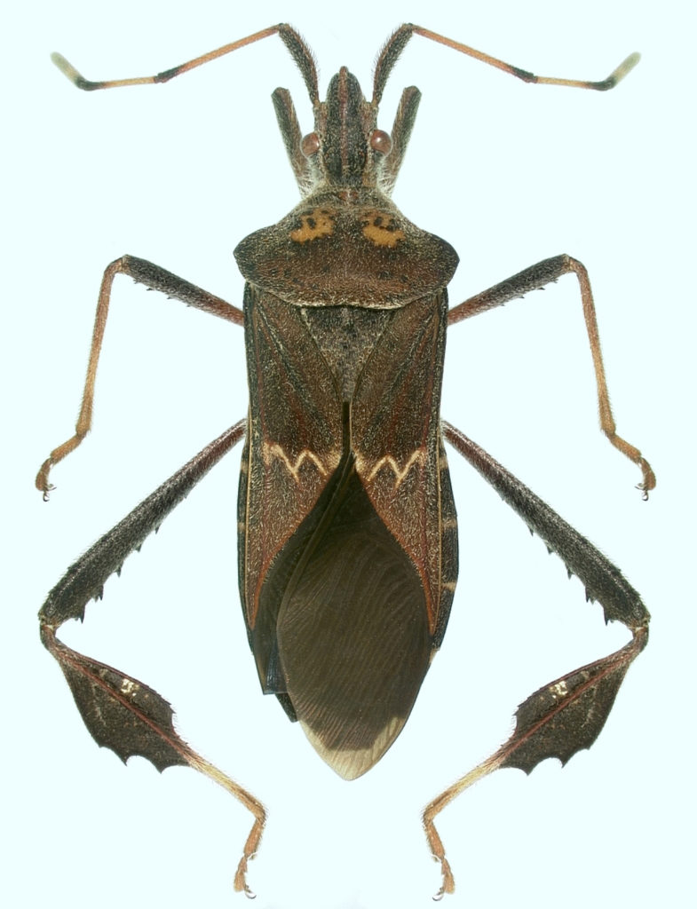 Science-Based Approach to Plant Bug Control