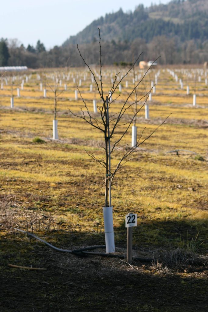 New Research Looks at the Impact of Trunk Guards in Hazelnut Orchards